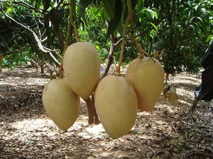 Alphonso Mango (Sri Lankan TJC variety)